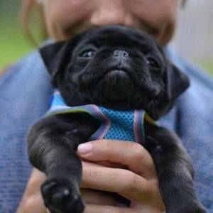 Meet your Posher, Marlene